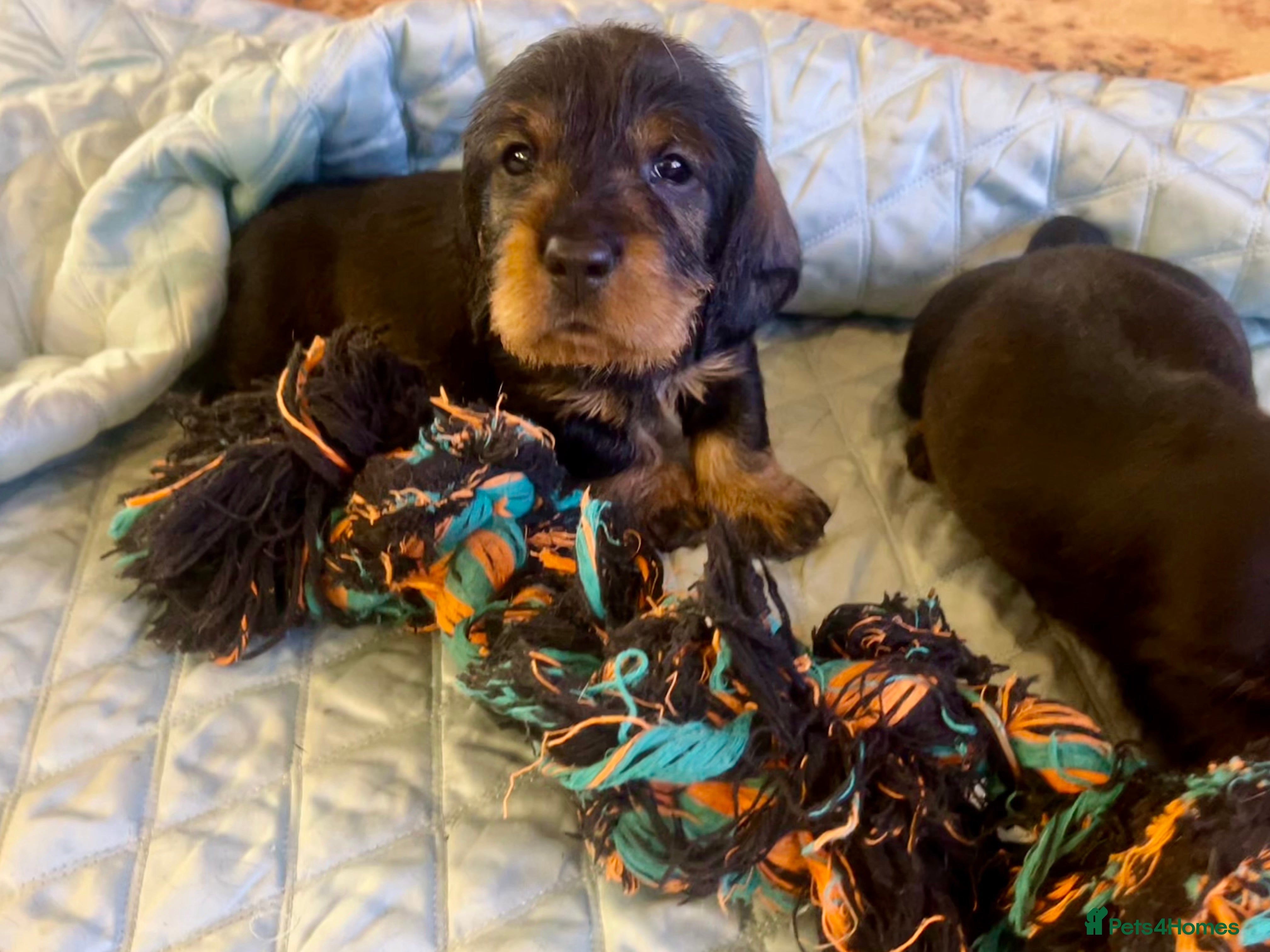 Dachshund dogs Kc registered Standard wire haired dachshund pups  - Advert 5