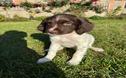 English Springer Spaniel dogs for sale: 1 Female READY TO GO KC Reg ESS Puppy - Image 1