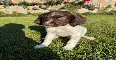 English Springer Spaniel dogs - Advert 1