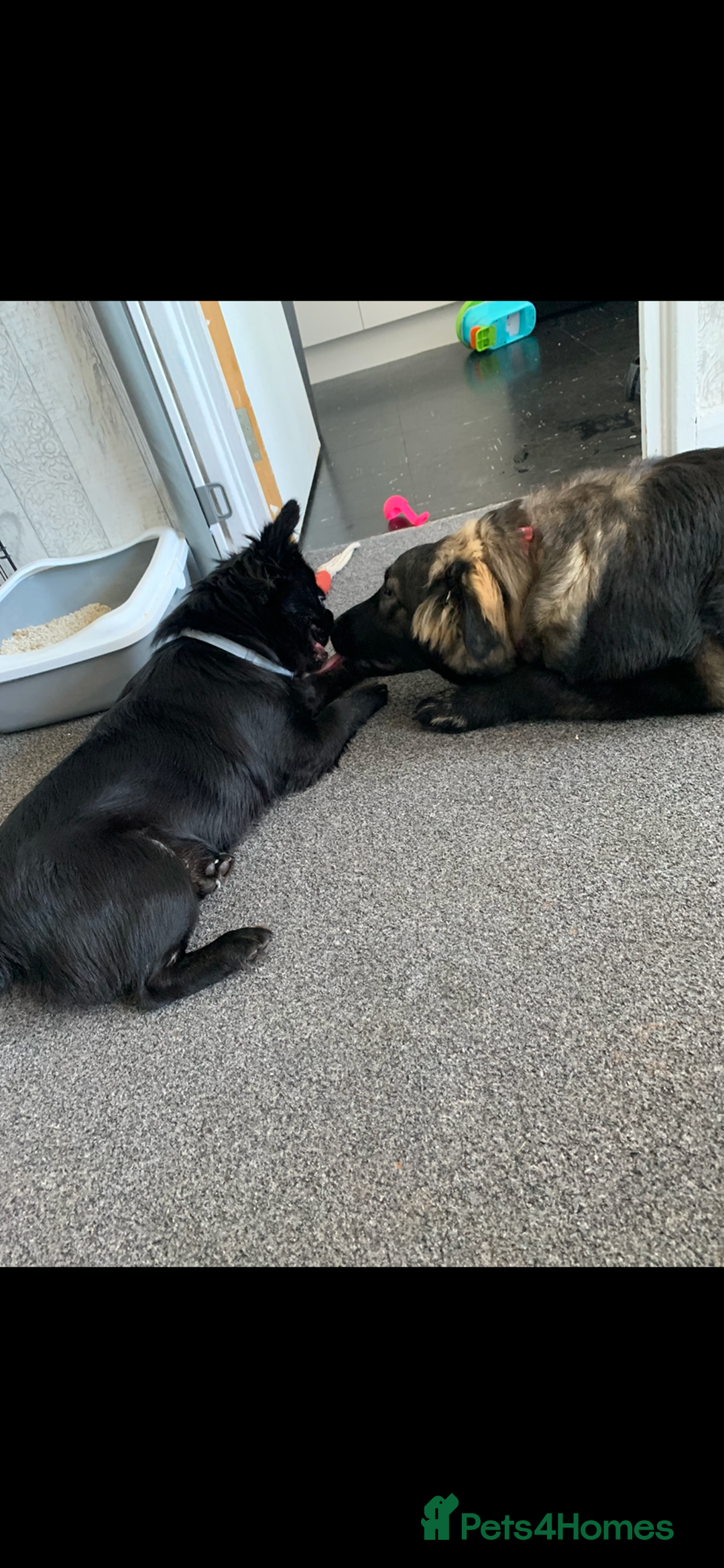 Mixed Breed dogs for sale: Lola bear - Advert 3