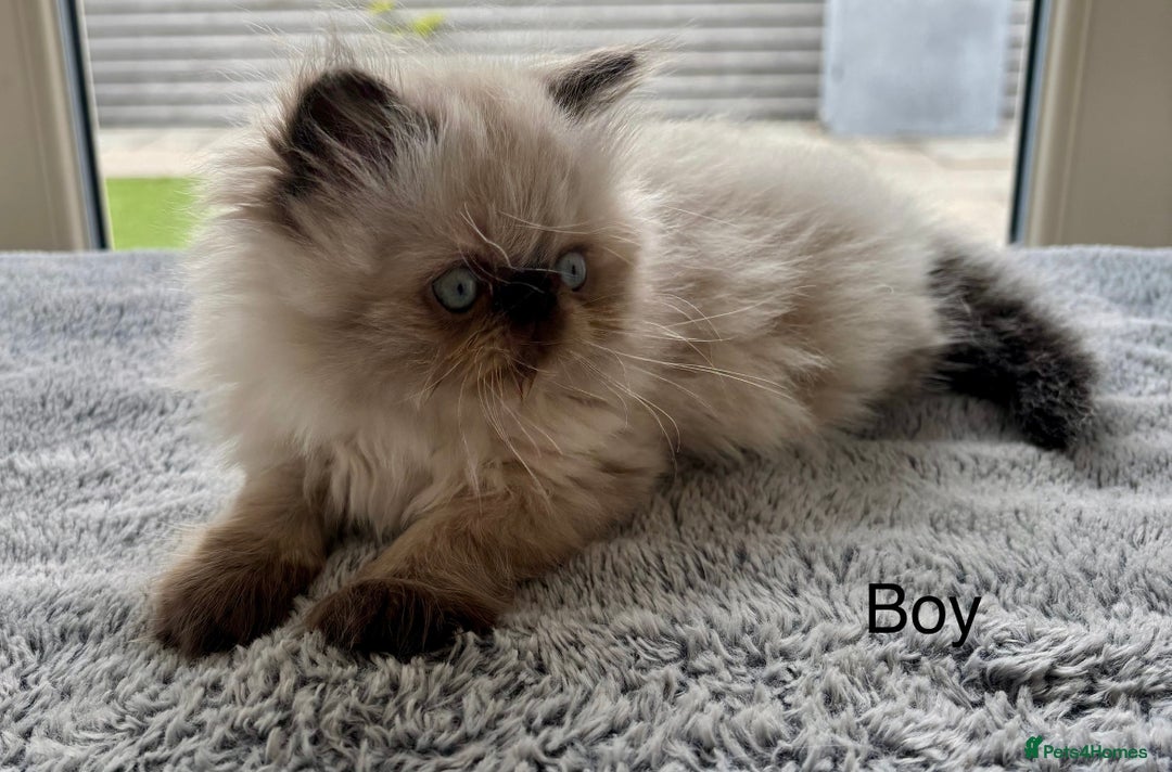 Persian cats for sale: LITTLE PERSIAN KITTENS FOR SALE!!! - Image 4