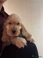 Cocker Spaniel dogs - Advert 13