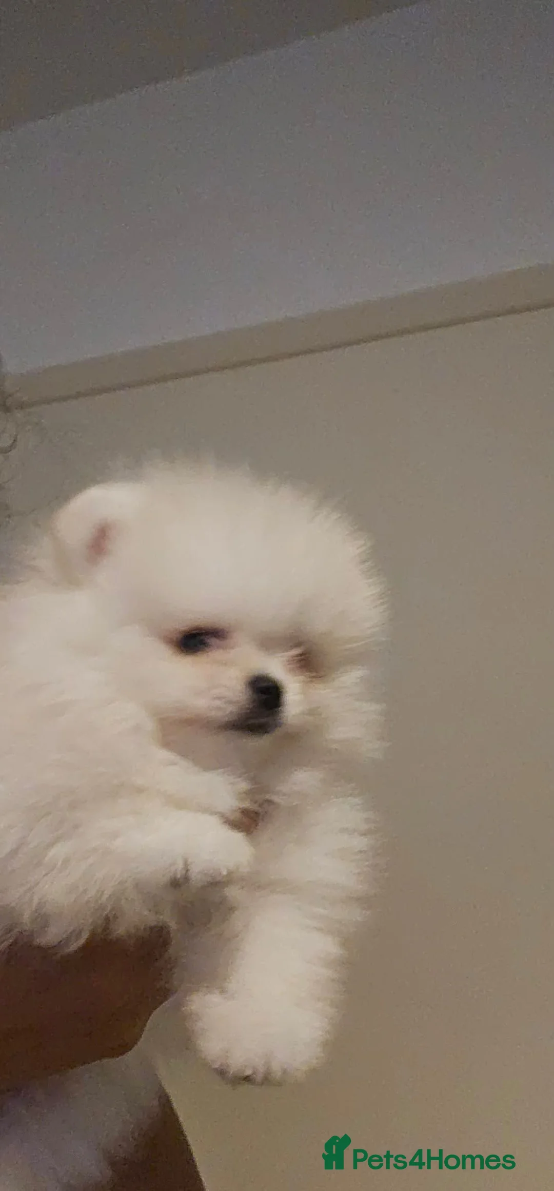 Pomeranian dogs for sale: Amazing toys pomeranian puppies  - Advert 2