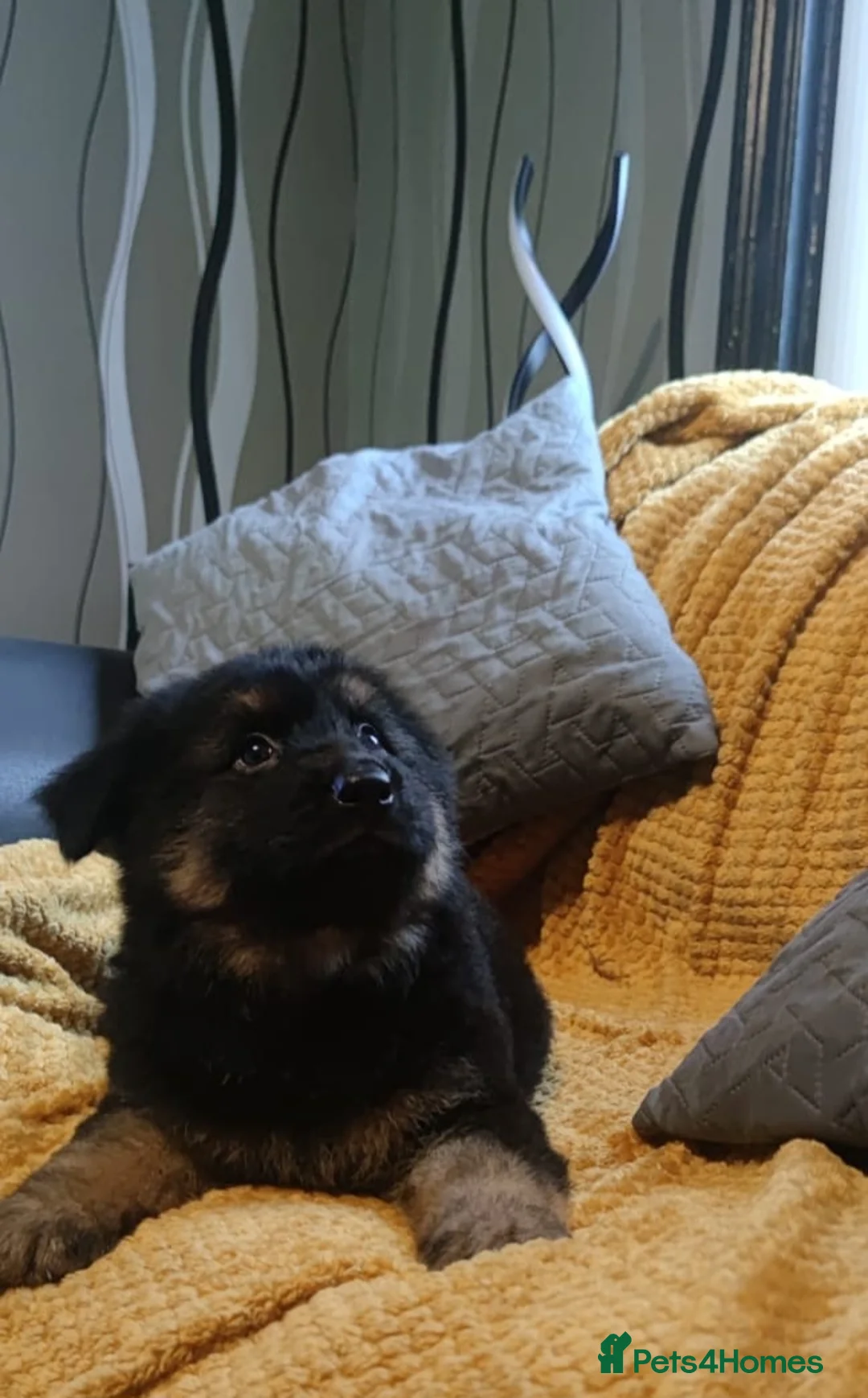 German Shepherd dogs for sale: Kc registered German shepherd puppies - Advert 9