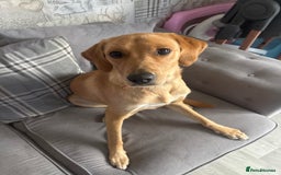 Goldador dogs for sale: Honey goldadour  - Image 5