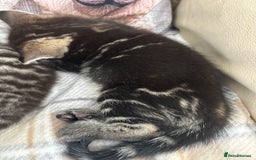 British Shorthair cats for sale: 3 very playful little kittens  - Image 3