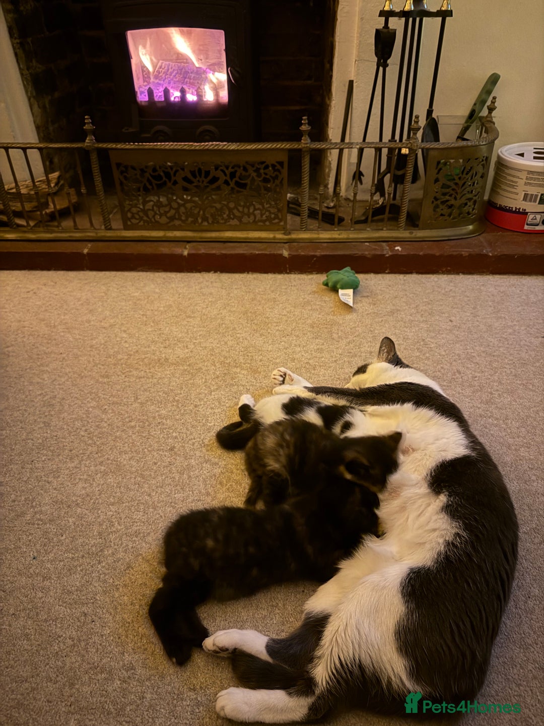 Mixed Breed cats for sale: Two beautiful kittens - Advert 5