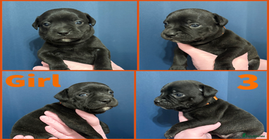 Staffordshire Bull Terrier dogs - Advert 14
