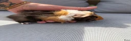 Guinea Pig rodents for sale: RESERVED 5 baby guinea pigs available 21st June - Advert 7