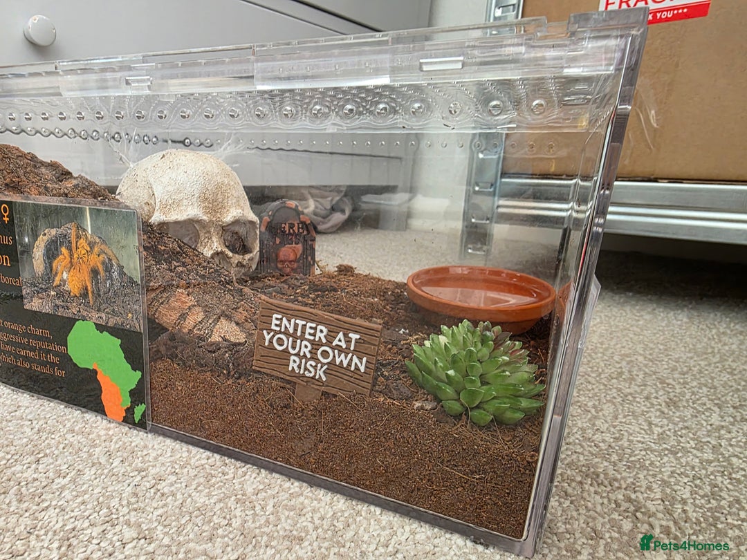 Tarantulas invertebrates for sale: Pterinochilus murinus RCF Usumbura / OBT - Image 1