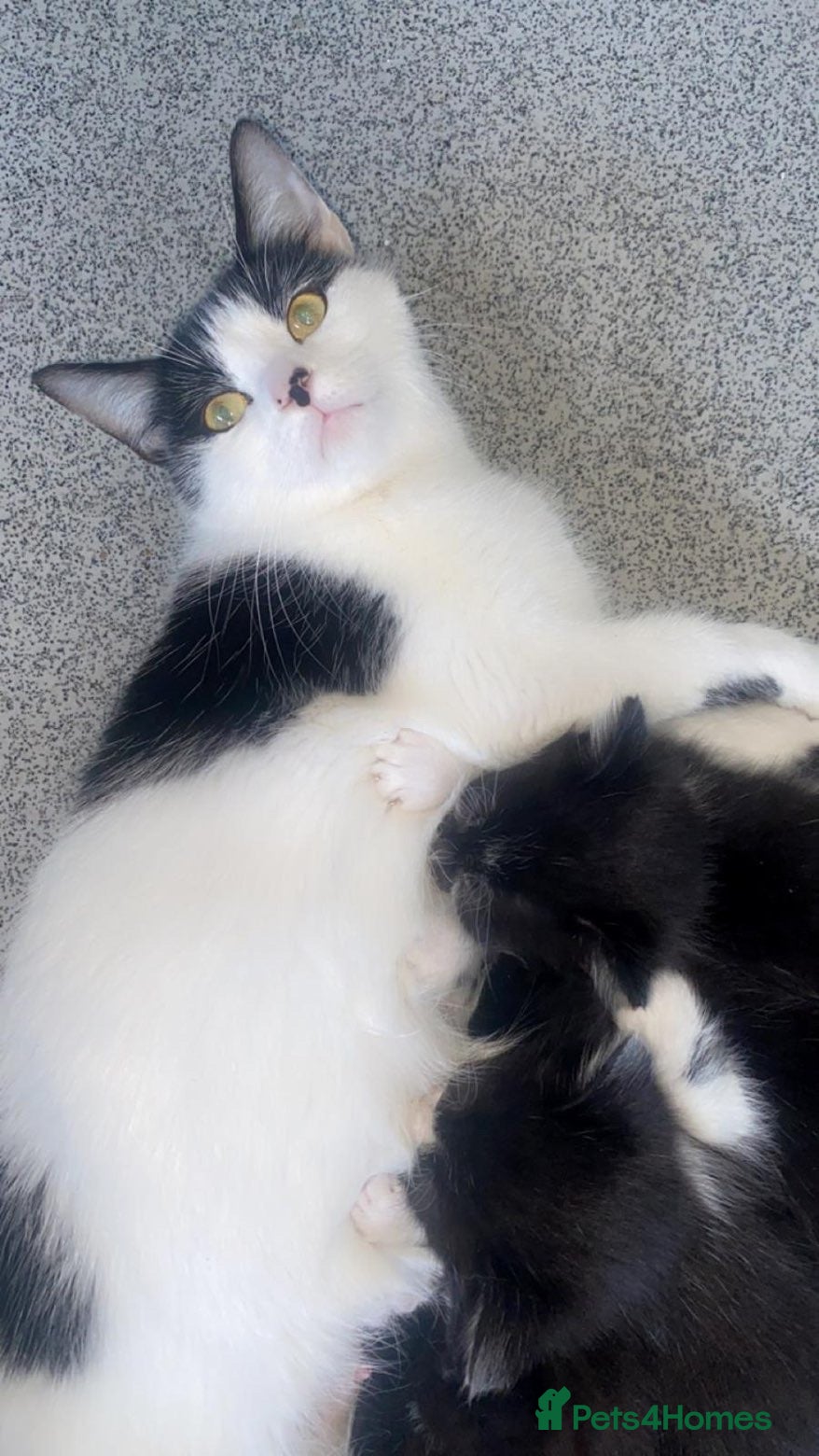 Mixed Breed cats Beautiful kittens ❤️ - Advert 1