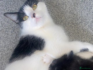 Mixed Breed cats Beautiful kittens ❤️ - Advert 1