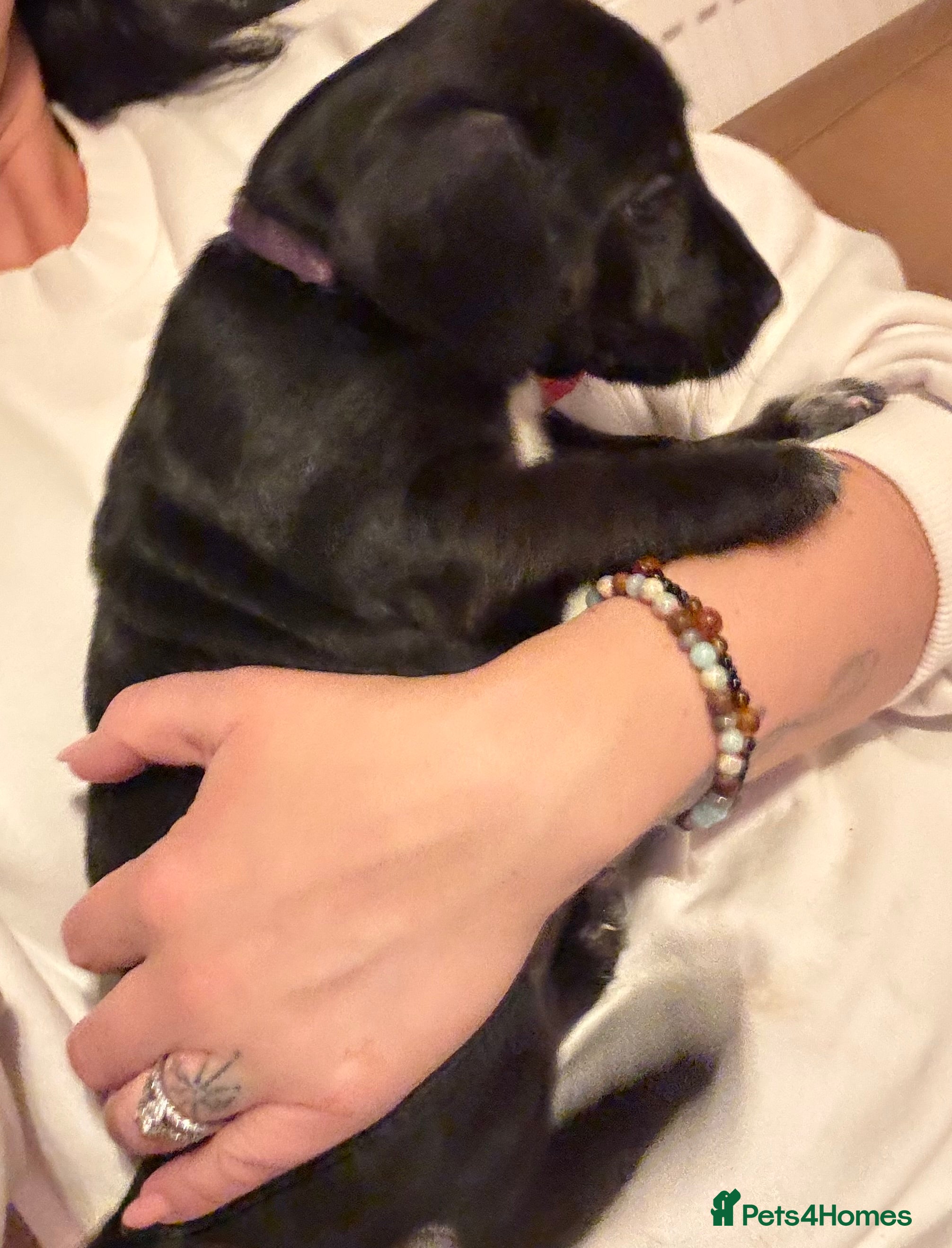 Patterdale Terrier dogs Patterdale puppies ready to go - Advert 3