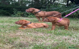 Dogue De Bordeaux dogs for sale: French mastiff pups  - Image 3