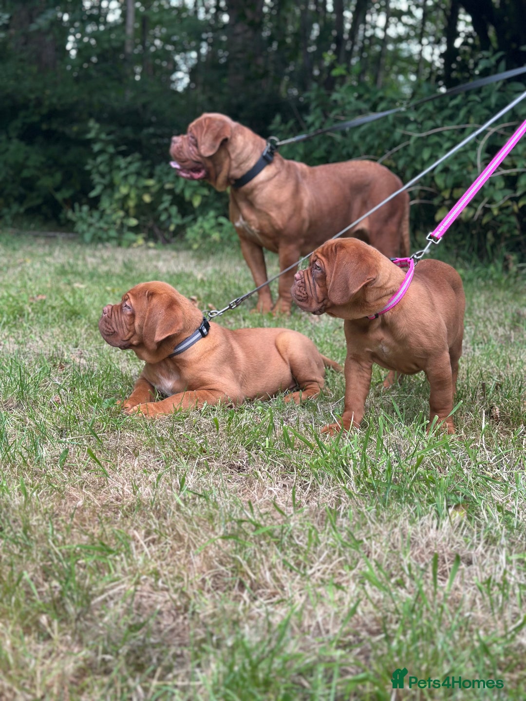 Dogue De Bordeaux dogs for sale: French mastiff pups  - Image 3