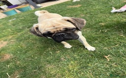 Pug dogs for sale: Beautiful 11 month old Pug - Image 2