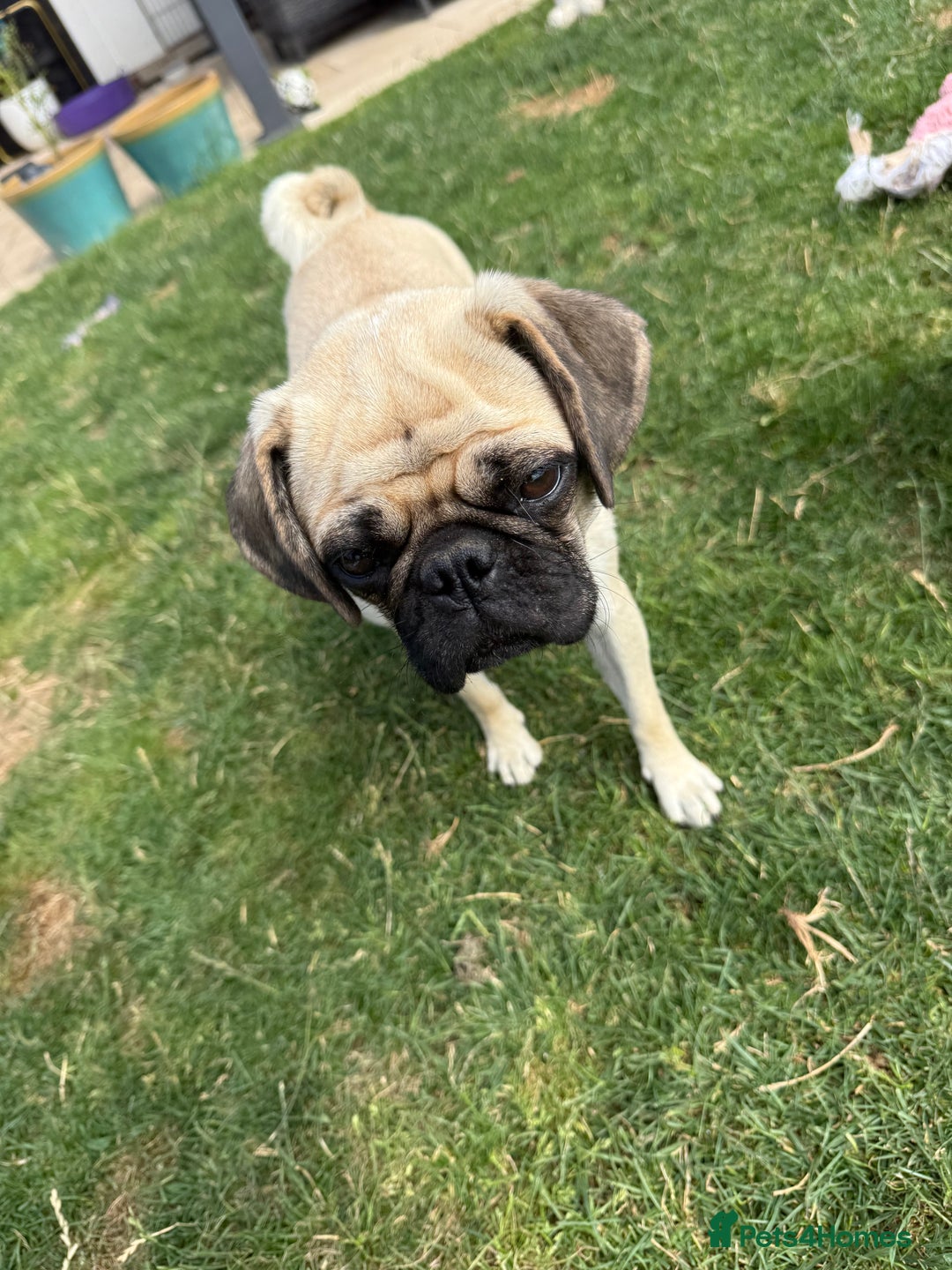 Pug dogs for sale: Beautiful 11 month old Pug - Image 2