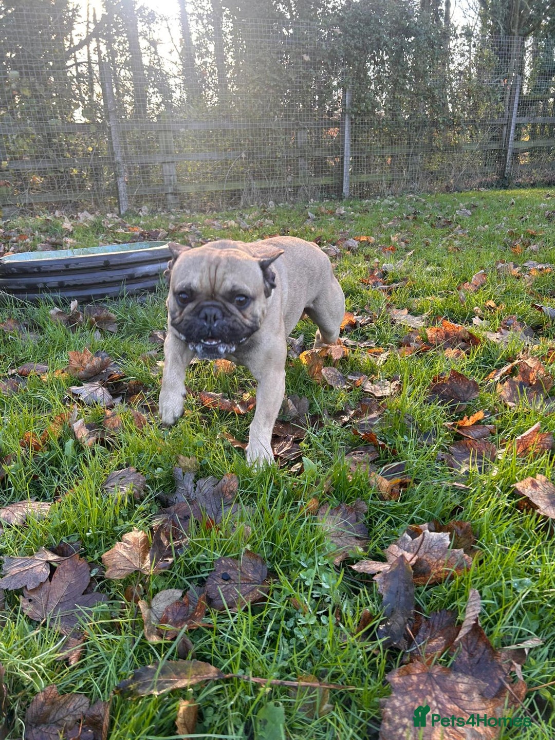 French Bulldog dogs for adoption: Frankie - Advert 2