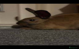 Mixed Breed rabbits for sale: Male Rabbit - Image 3