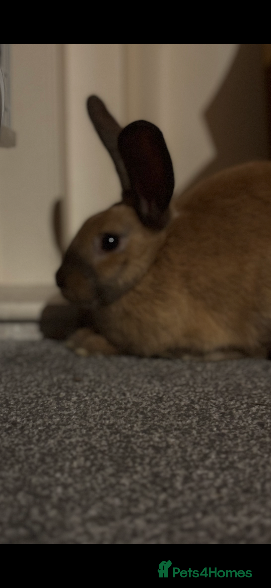 Mixed Breed rabbits for sale: Male Rabbit - Image 3