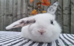 Mini Lop rabbits for sale: Trained French x Mini Lop Bunnies. Please Read! - Image 9