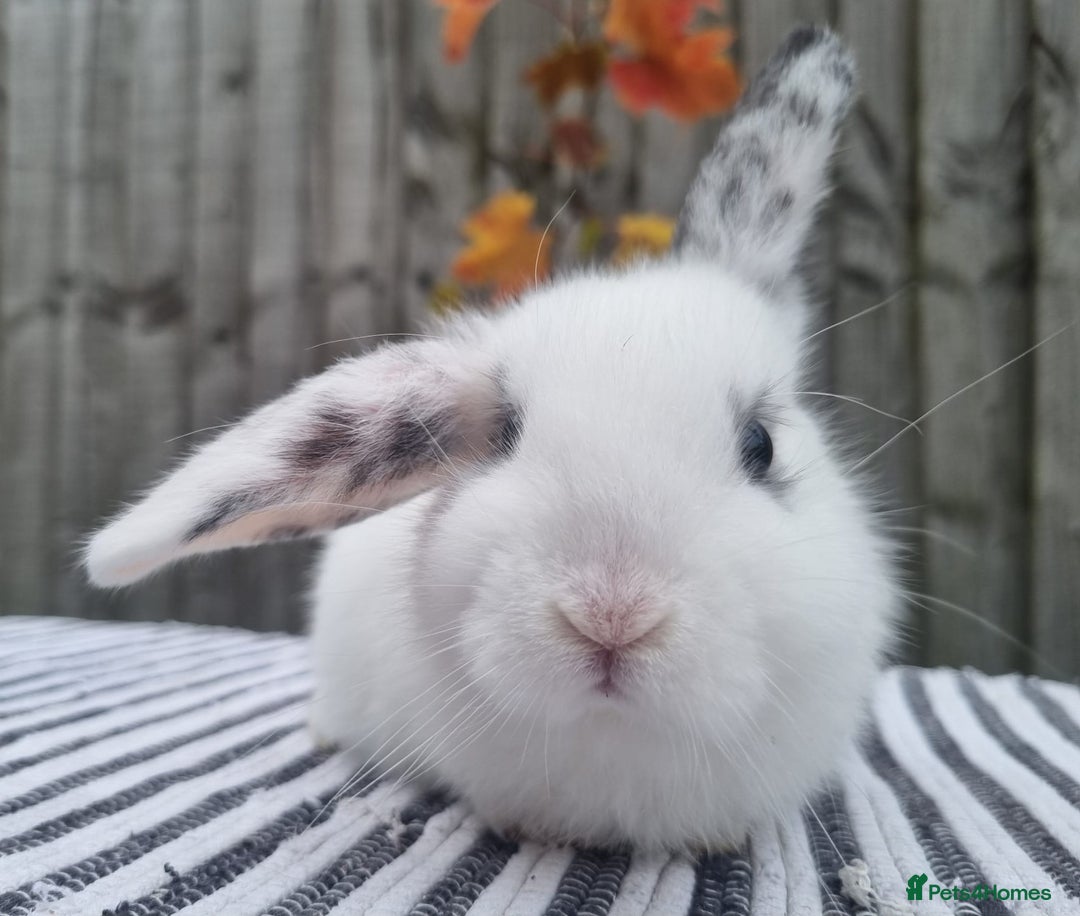 Mini Lop rabbits for sale: Trained French x Mini Lop Bunnies. Please Read! - Image 9