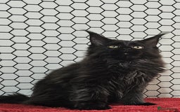Maine Coon cats for sale: Pure breed Maine Coons Kittens  - Image 8