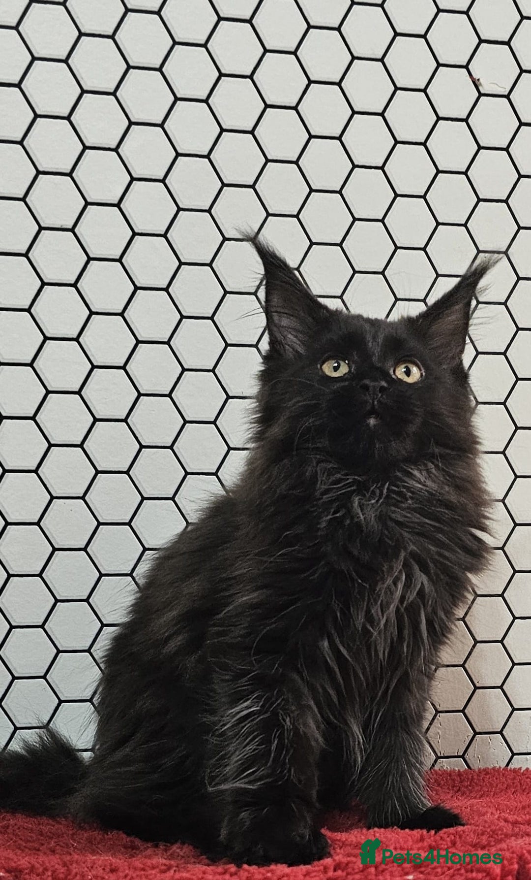 Maine Coon cats for sale: Pure breed Maine Coons Kittens  - Image 8