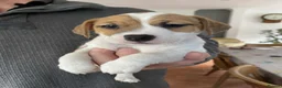 Jack Russell dogs for stud: Superb Quality Jack Russell at stud K.C Reg - Advert 7
