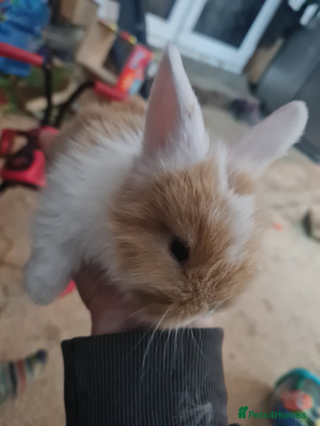 Lionhead rabbits for sale: Three kits - Advert 2