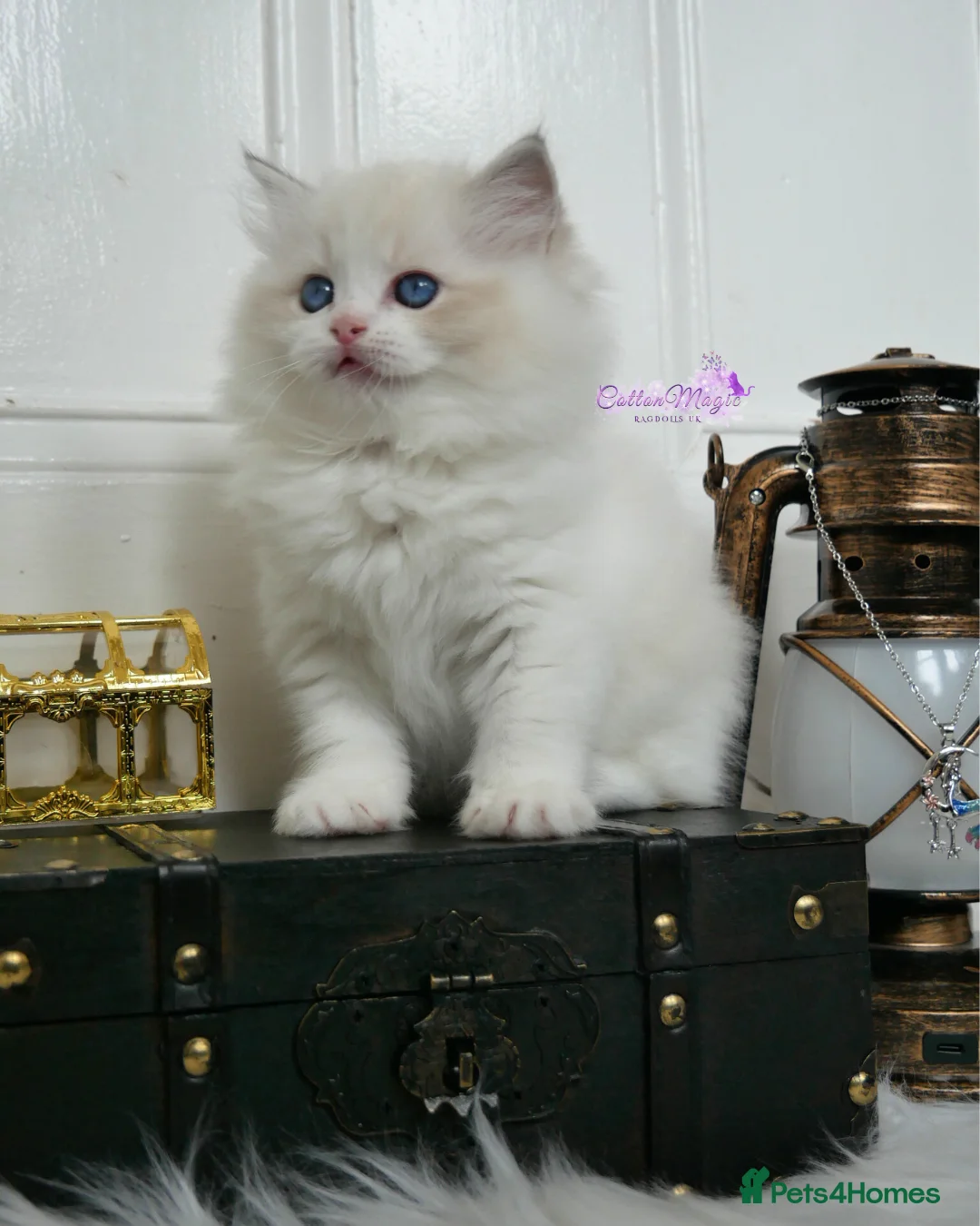 Ragdoll cats for sale: Exquisite High-End Quality Ragdolls Lynx / Bicolor - Advert 7