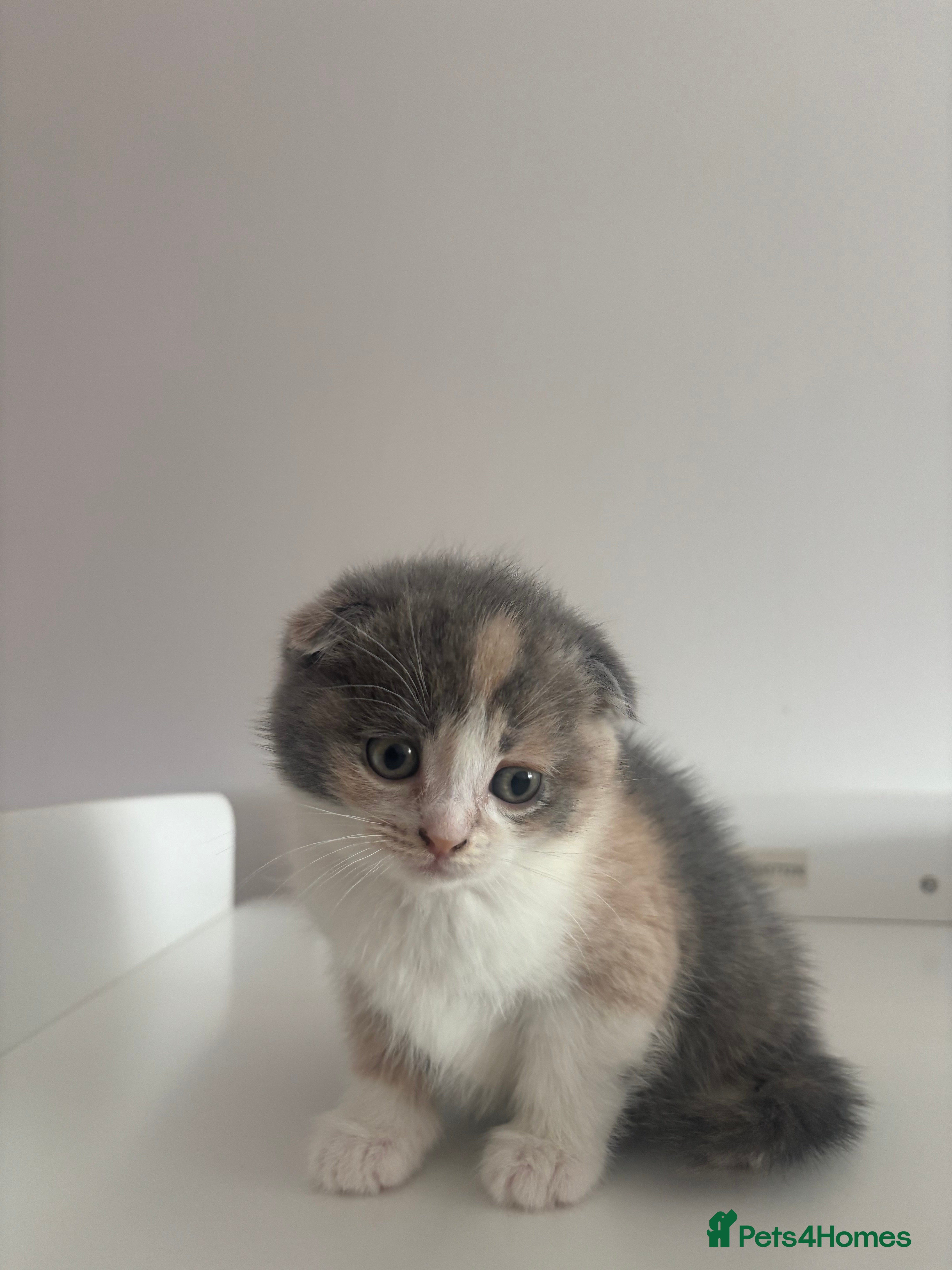 Scottish Fold cats FEMALE KITTEN READY NOW - Advert 1