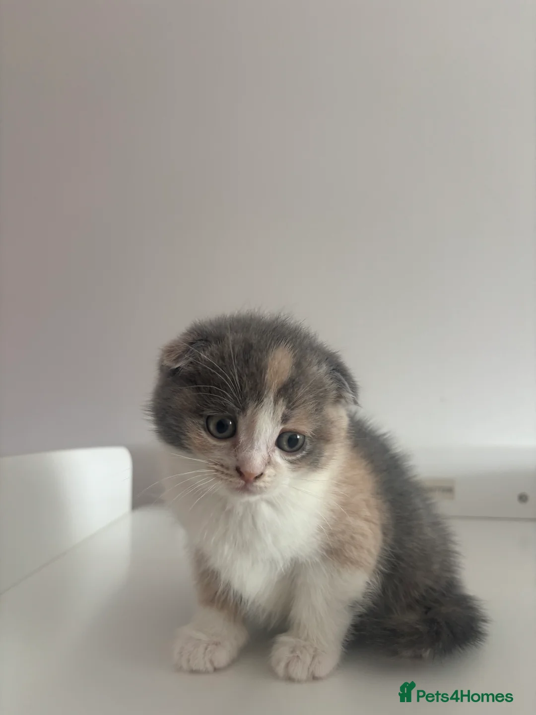 Scottish Fold cats for sale: FEMALE KITTEN READY NOW - Advert 1