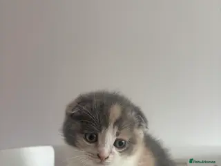 Scottish Fold cats FEMALE KITTEN READY NOW - Advert 4