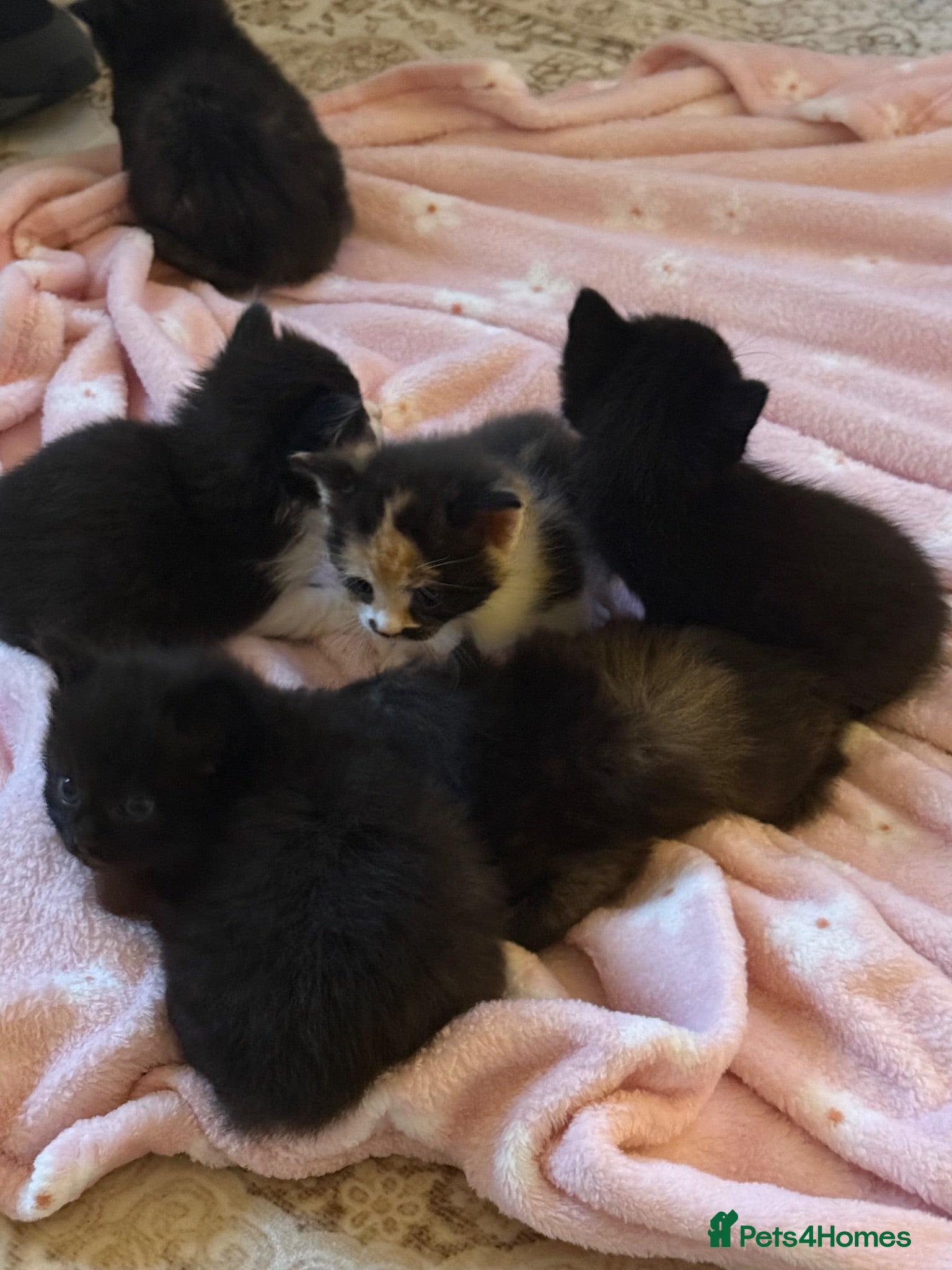 Mixed Breed cats Ragamuffin mix kittens please read description  - Advert 1