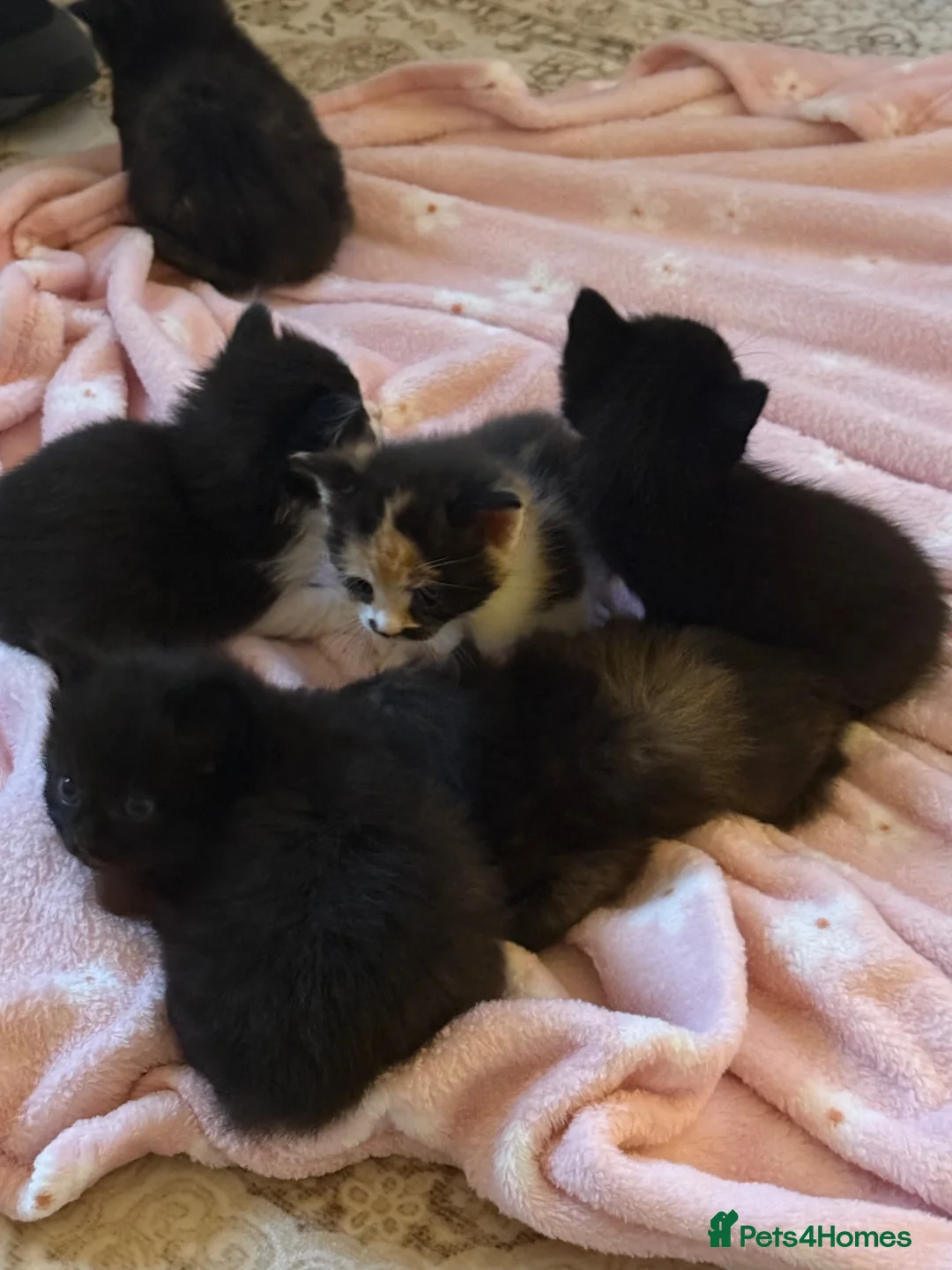 Mixed Breed cats for sale: Ragamuffin mix kittens please read description  - Advert 1