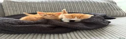 British Shorthair cats for sale: Gorgeous ginger babies in Swaffham - Advert 1
