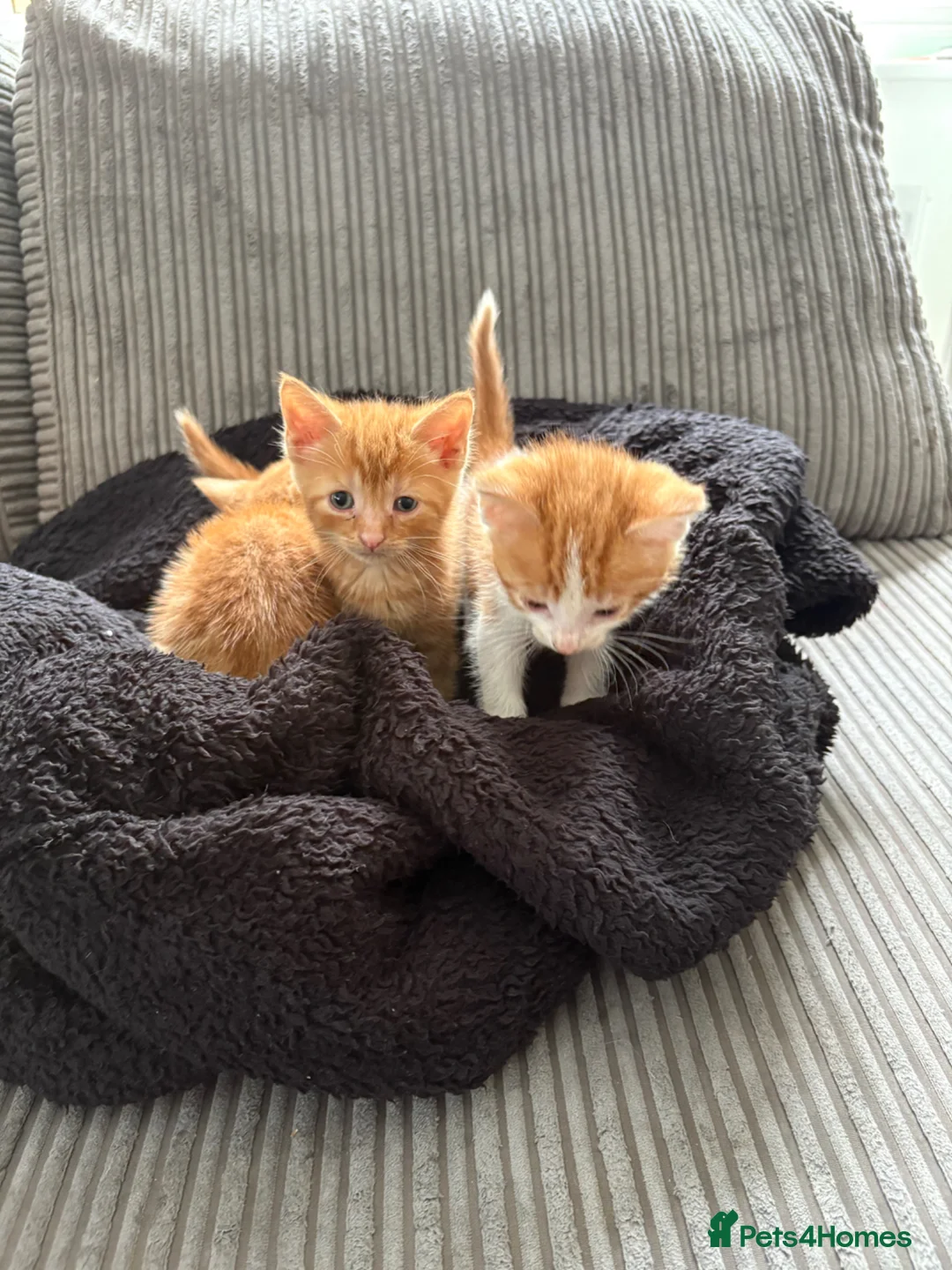 British Shorthair cats for sale: Gorgeous ginger babies in Swaffham - Advert 1