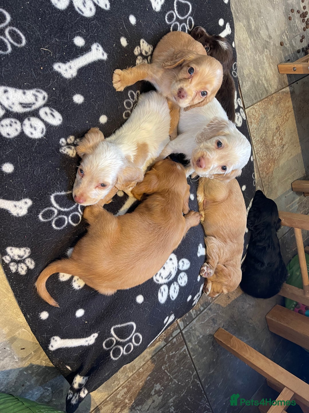 Sprocker dogs for sale: Sprocker cross cocker spaniel puppies  - Image 9