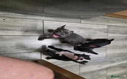 French Bulldog dogs for sale: 2 Adult French bulldogs and 4 Puppies  - Image 33