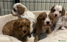 Cavapoo dogs for sale: 🐶🐩ADORABLE MINIATURE CAVAPOOS🐩🐶 - Image 10