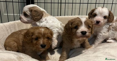 Cavapoo dogs - Advert 3