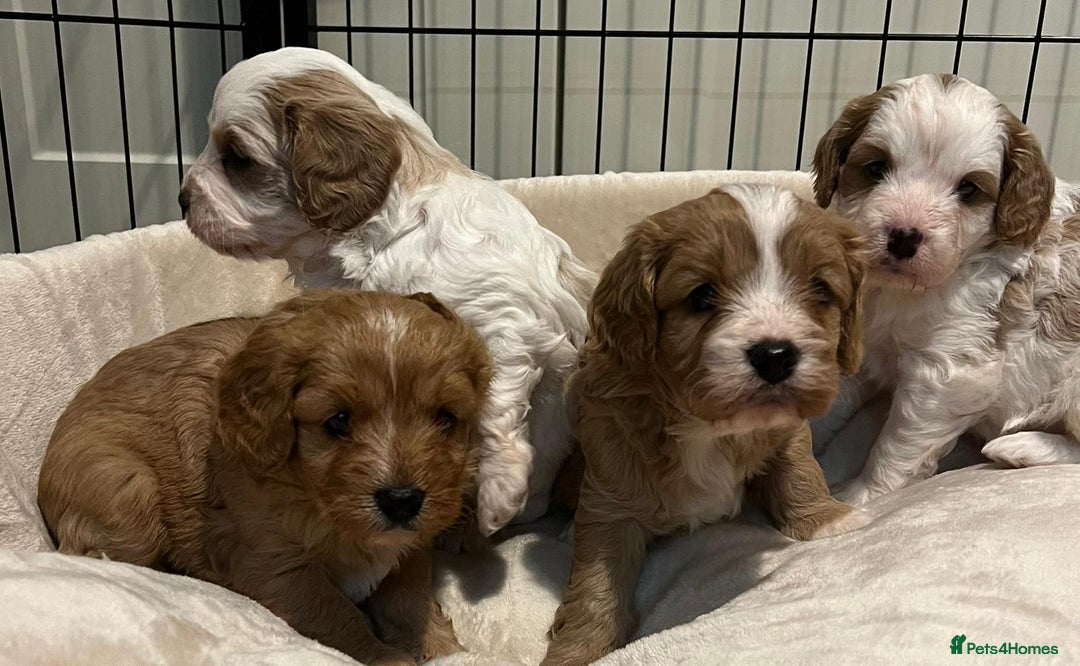 Cavapoo dogs for sale: 🐶🐩ADORABLE MINIATURE CAVAPOOS🐩🐶 - Image 10