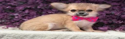 Chihuahua dogs for sale: Ready now Stunning long coat chihuahua’s  - Advert 15