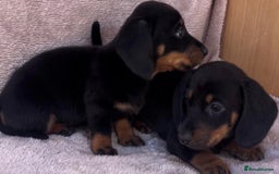 Dachshund dogs for sale: ❤️ Dachshund puppies ❤️ - Image 16