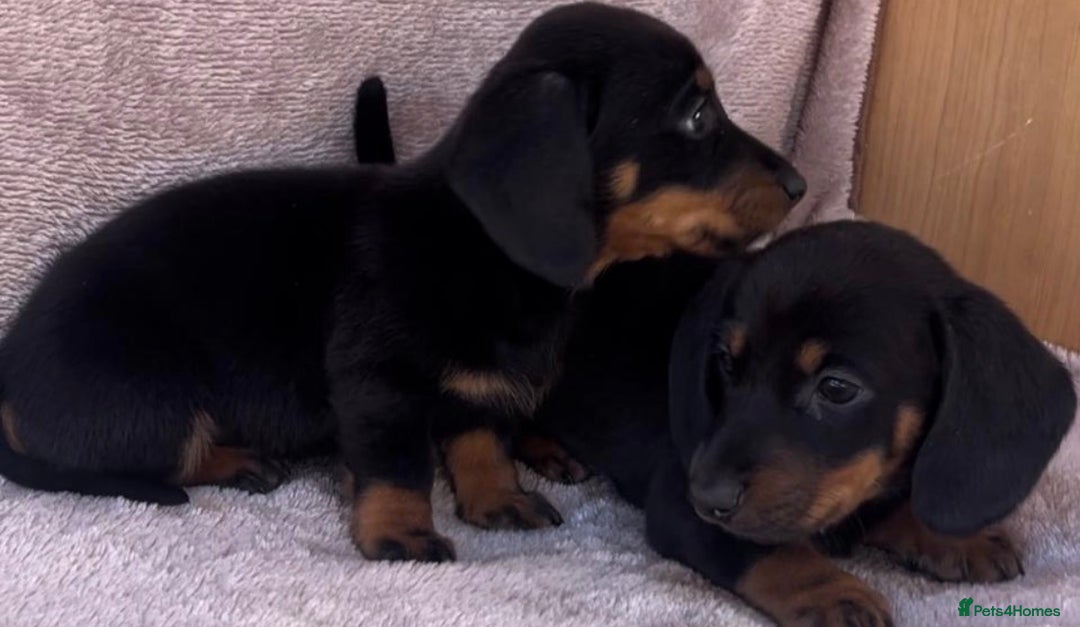 Dachshund dogs for sale: ❤️ Dachshund puppies ❤️ - Image 16