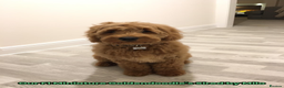 Goldendoodle dogs for sale: F1 Miniature Goldendoodle's 100% DNA Health-Tested - Advert 10
