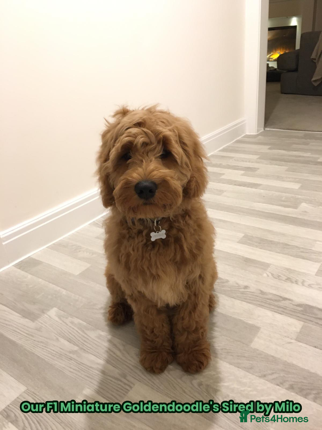 Goldendoodle dogs for sale: F1 Miniature Goldendoodle's 100% DNA Health-Tested - Advert 10