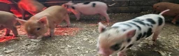 Pig livestock for sale: Adorable Mini Pigs: Spotted & Ginger, M&F in Birmingham - Advert 17