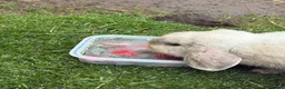 English Lop rabbits for sale: Male rabbit - Advert 1